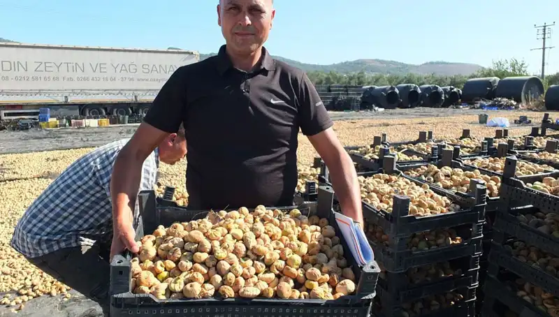 Balıkesir'de Balık Hasadı Başladı: Çin ve Rusya'ya İhracat Yolu Açıldı!