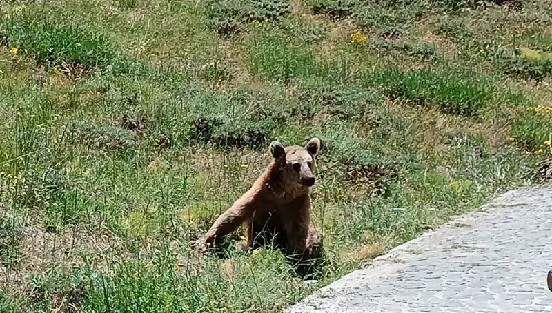 Nemrut Dağı Ziyareti Öncesi Bozayı Uyarısı: Tatilciler Dikkat!