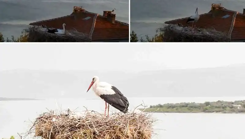 Yaren Leylek Depremi Hissedip Büyük Bir Uçuşla Göçtü!