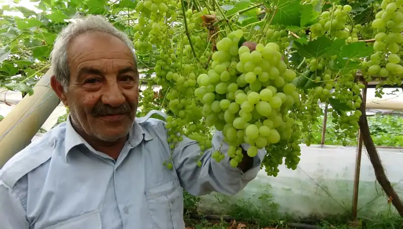 Zirai Don, Meyve Fiyatlarını Aşağıya Çekti: İlk Ürünler 250 TL'den Satılıyor