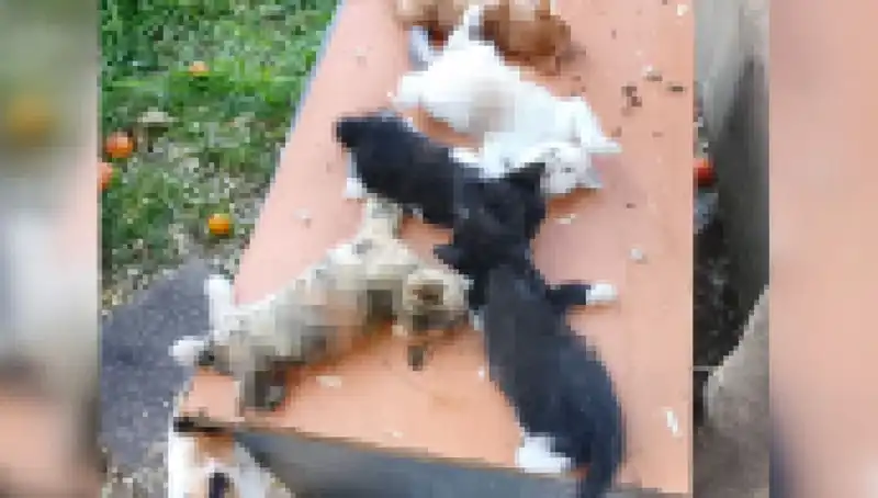 Bursa'da Yavru Kedilere Yapılan Korkunç Saldırı: 8 Kedi Kesici Aletle Öldürüldü